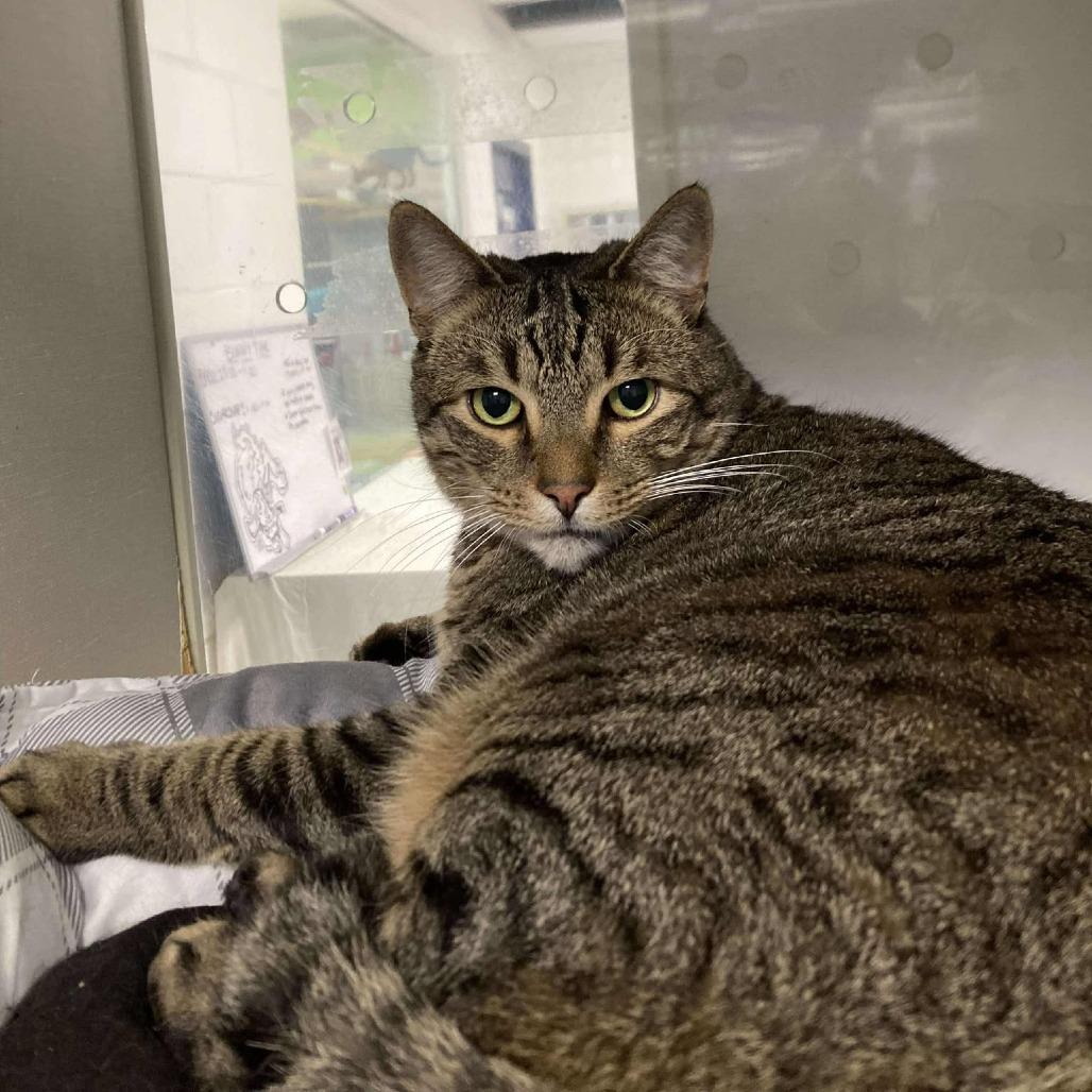 Bailey, Adoptable, Adult Male Domestic Short Hair.