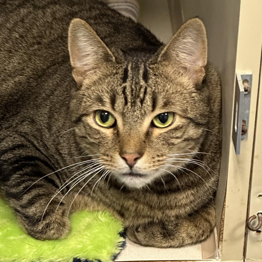 Bailey, a Adoptable Domestic Short Hair in Hampton Bays, NY image 2/6