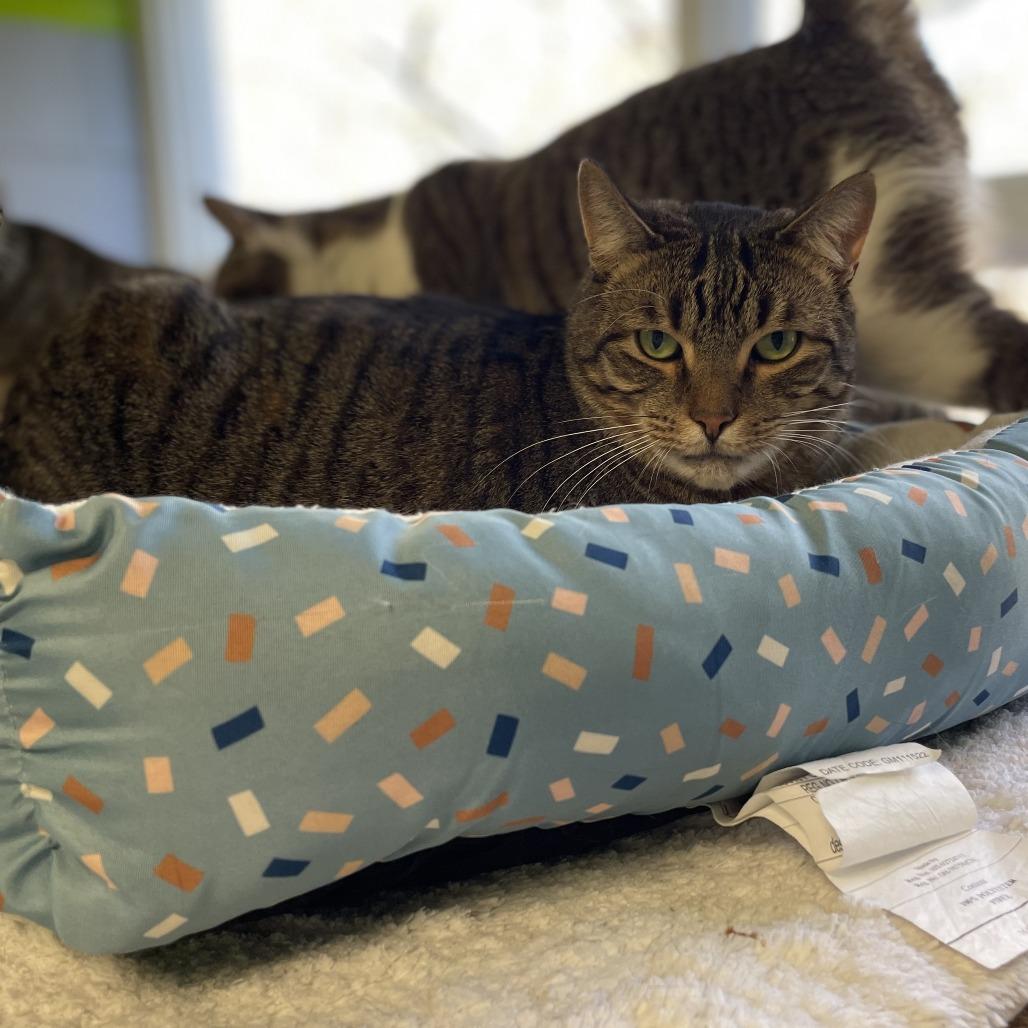 Bailey, a Adoptable Domestic Short Hair in Hampton Bays, NY image 4/6