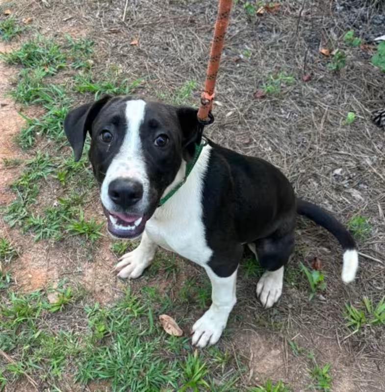 Barney, ADOPTABLE, Adult Male Labrador Retriever & Pit Bull Terrier.