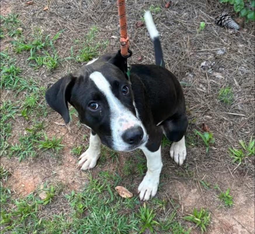 Barney, a ADOPTABLE mixed breed in Pelzer, SC image 2/2