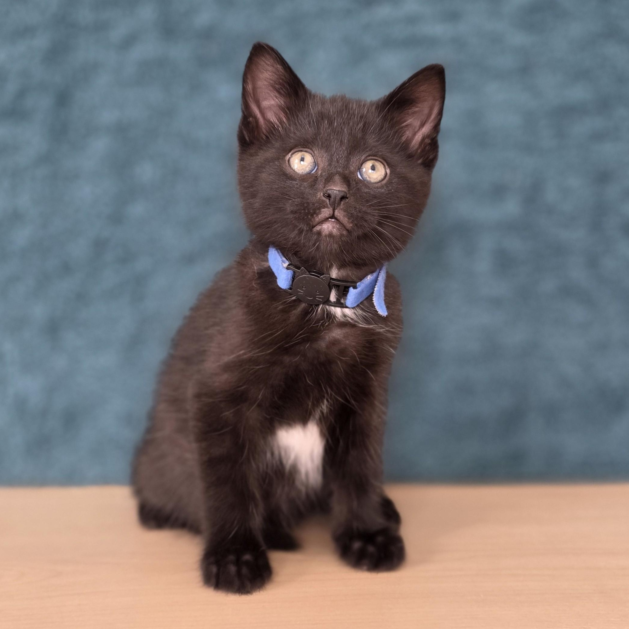 Enlarge Boom Box, an adopted Domestic Short Hair in Macomb Twp, MI image 3/3