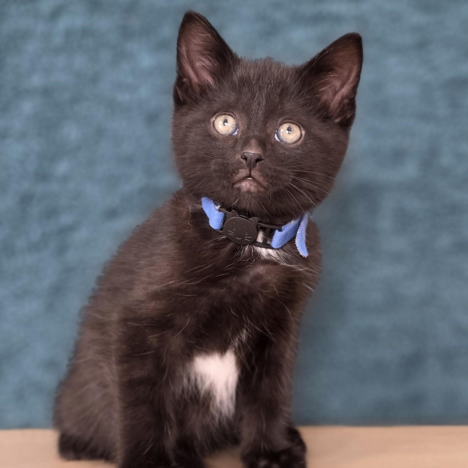 Enlarge Boom Box, an adopted Domestic Short Hair in Macomb Twp, MI image 1/3