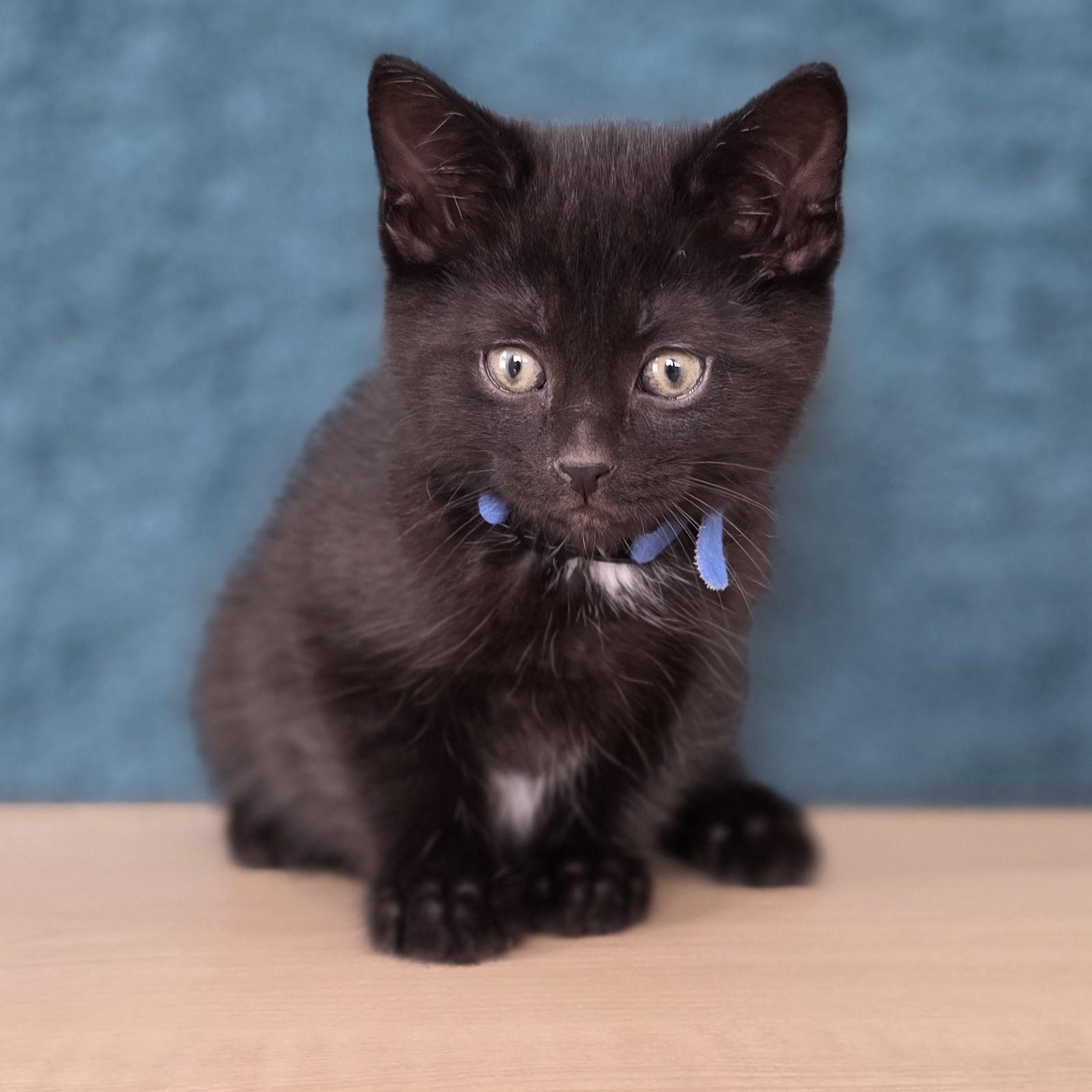 Enlarge Boom Box, an adopted Domestic Short Hair in Macomb Twp, MI image 2/3