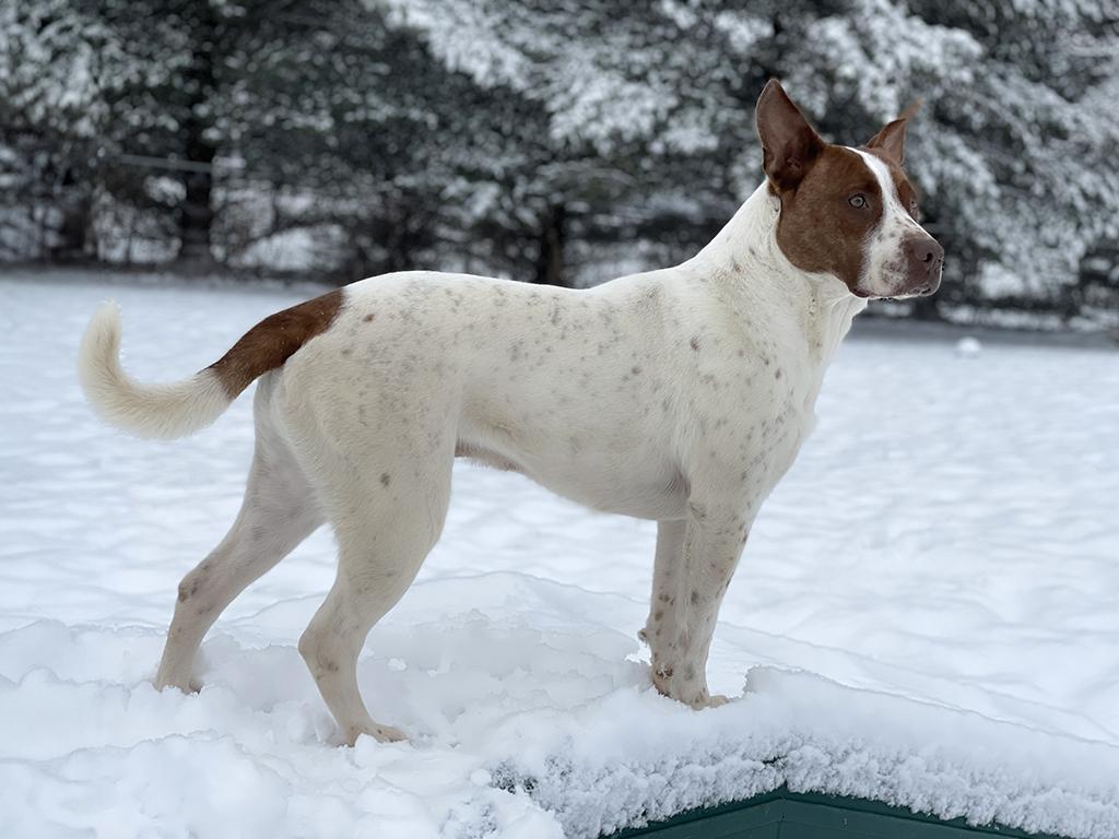 Hutch, a Adoptable mixed breed in Charles Town, WV image 1/5