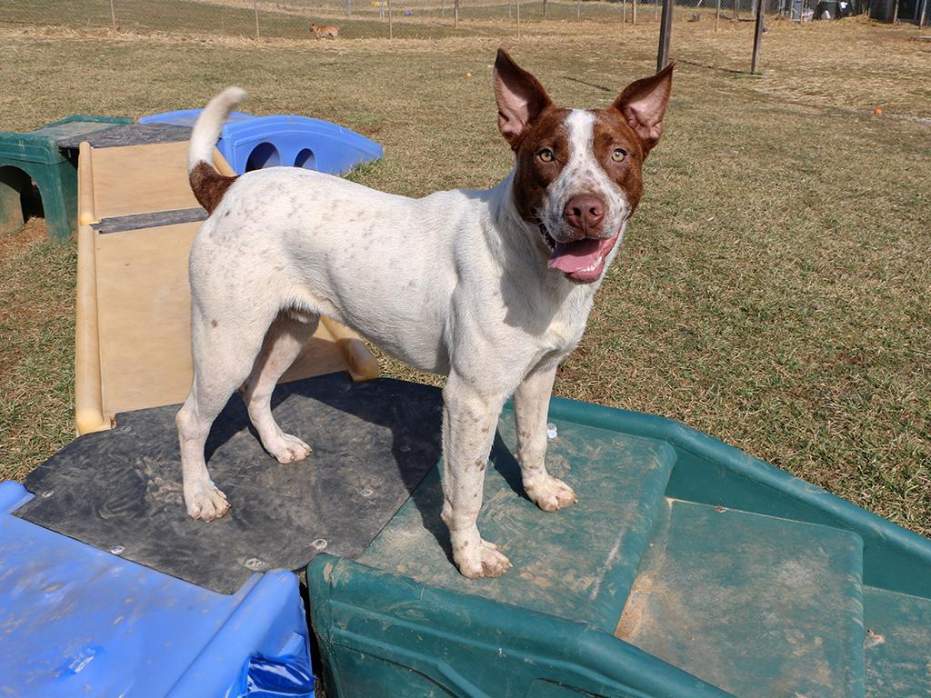 Hutch, a Adoptable mixed breed in Charles Town, WV image 2/5