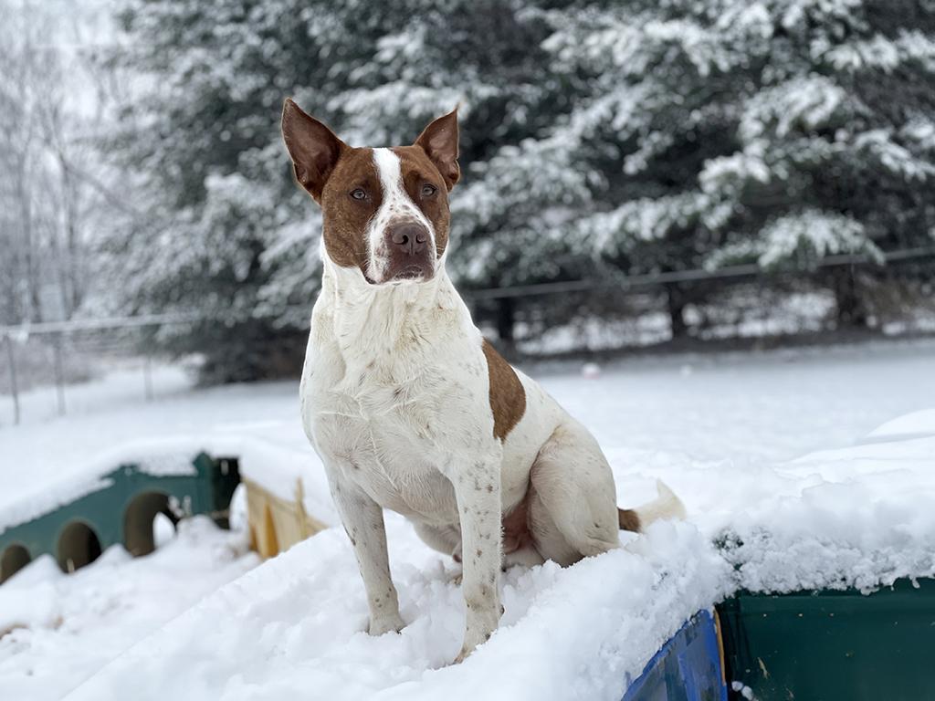 Hutch, a Adoptable mixed breed in Charles Town, WV image 3/5