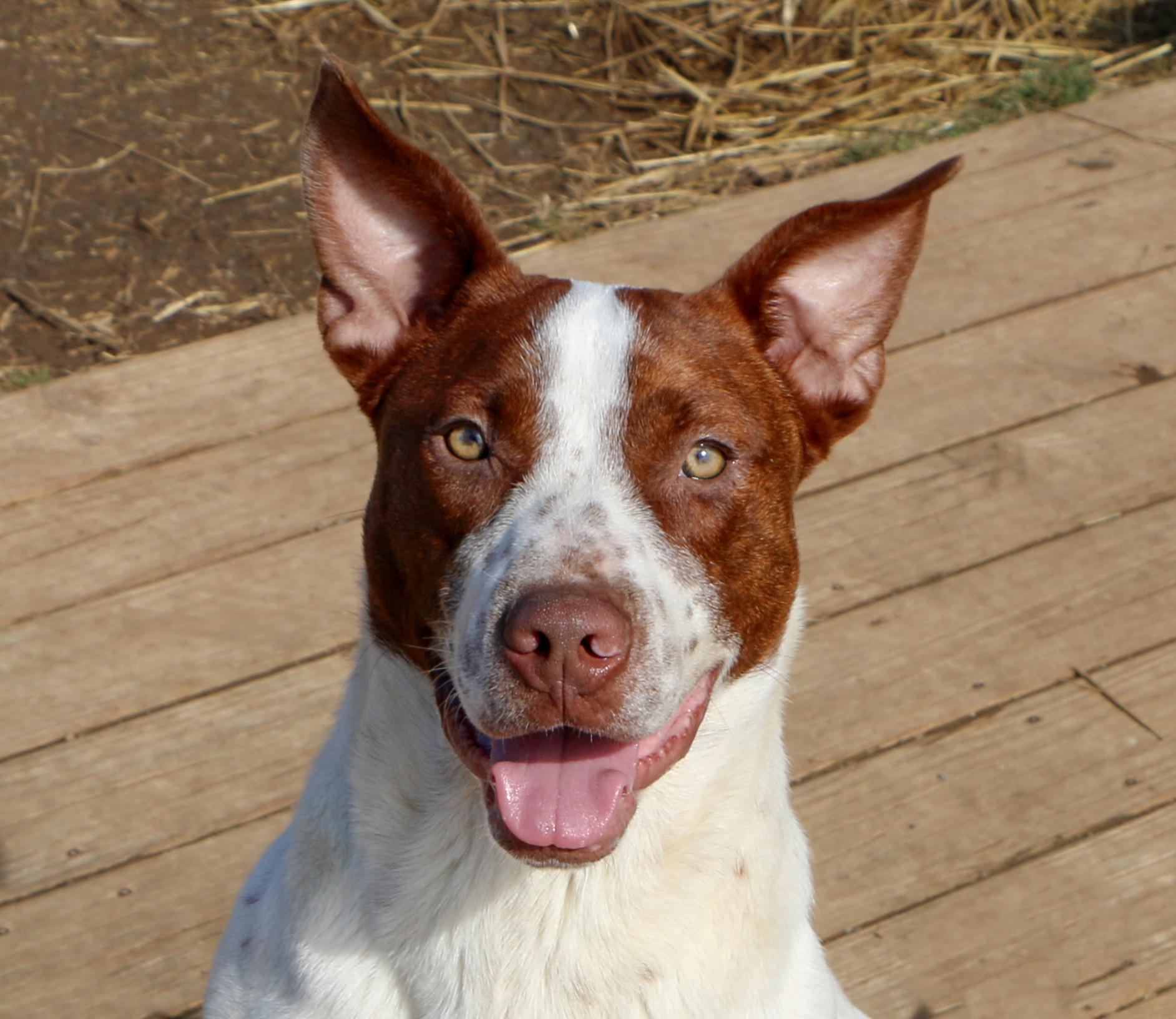 Hutch, a Adoptable mixed breed in Charles Town, WV image 4/5
