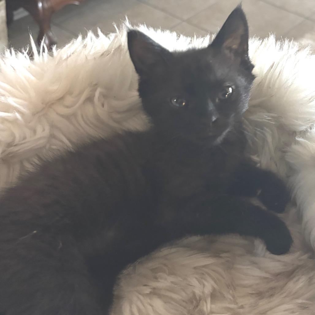 Comet 3, Adoptable, Kitten Male Domestic Short Hair.