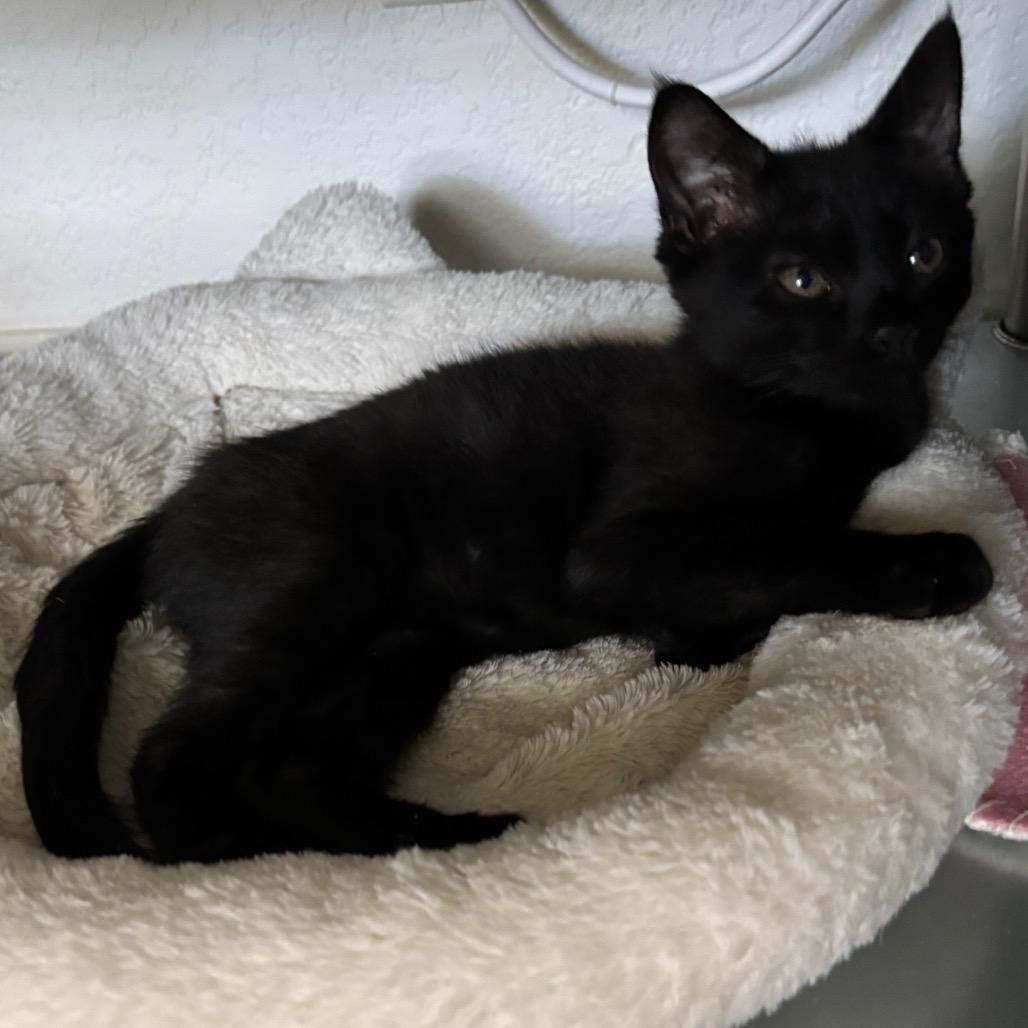 Enlarge Comet 3, a Adoptable Domestic Short Hair in Bulverde, TX image 2/2