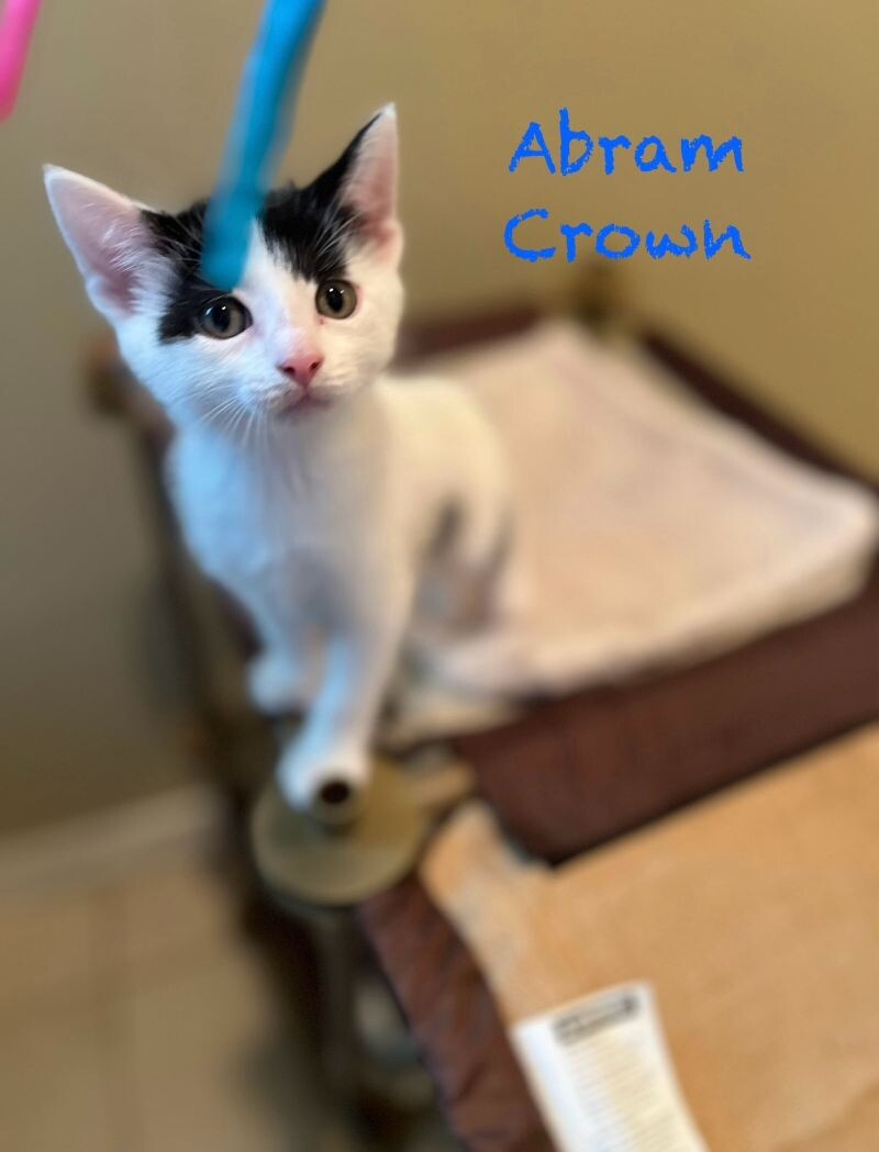 Cat for adoption Abram Crown, a Tuxedo & Domestic Short Hair Mix in