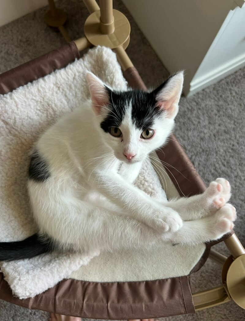 Cat for adoption Abram Crown, a Tuxedo & Domestic Short Hair Mix in