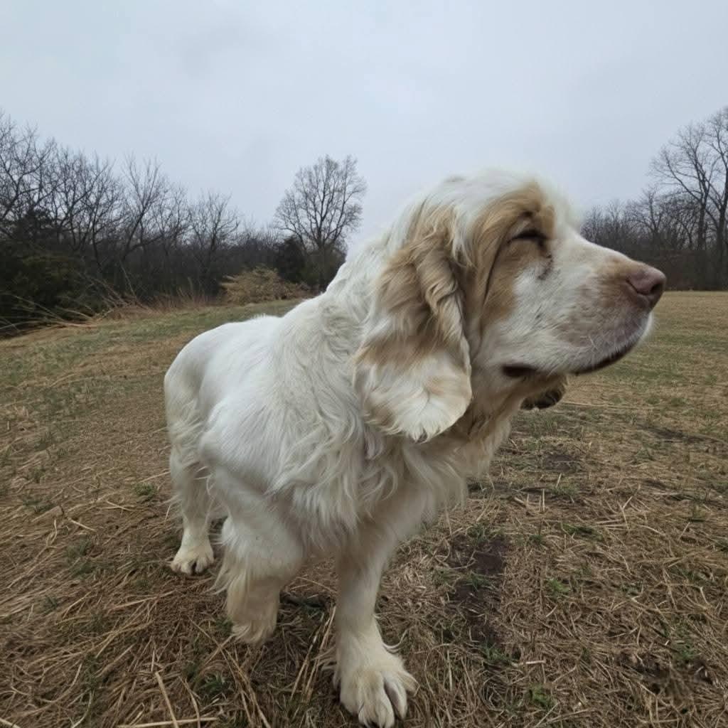 Enlarge Phyllis, a ADOPTABLE Clumber Spaniel in Sawyer, ND image 6/6