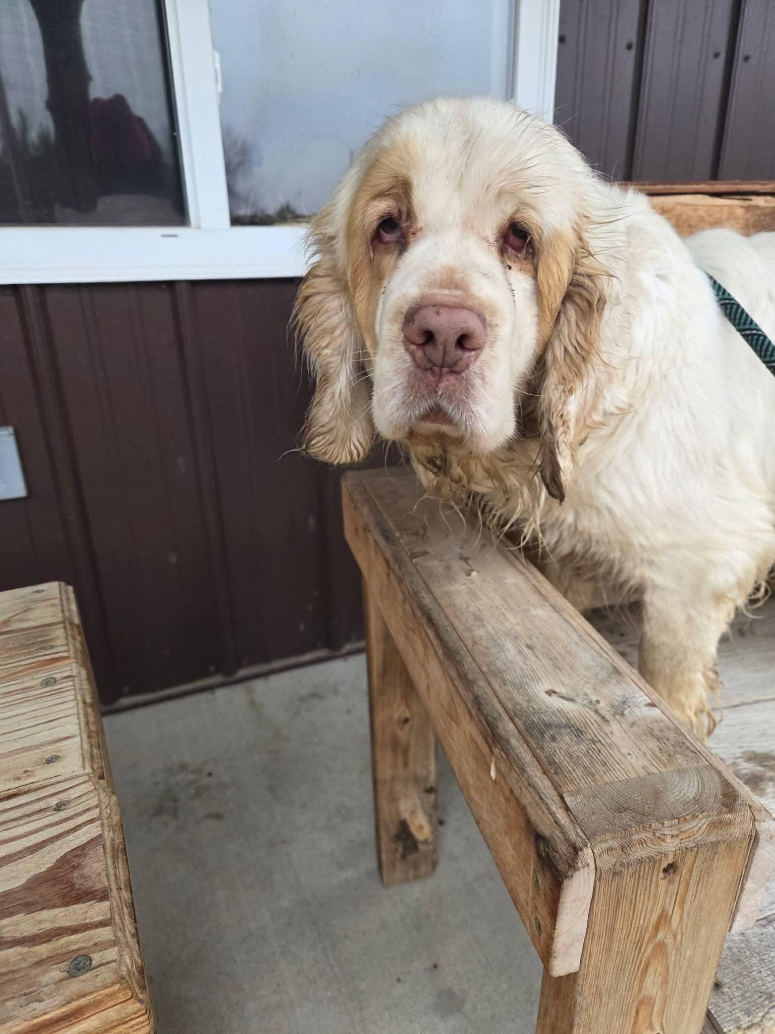 Enlarge Phyllis, a ADOPTABLE Clumber Spaniel in Sawyer, ND image 4/6