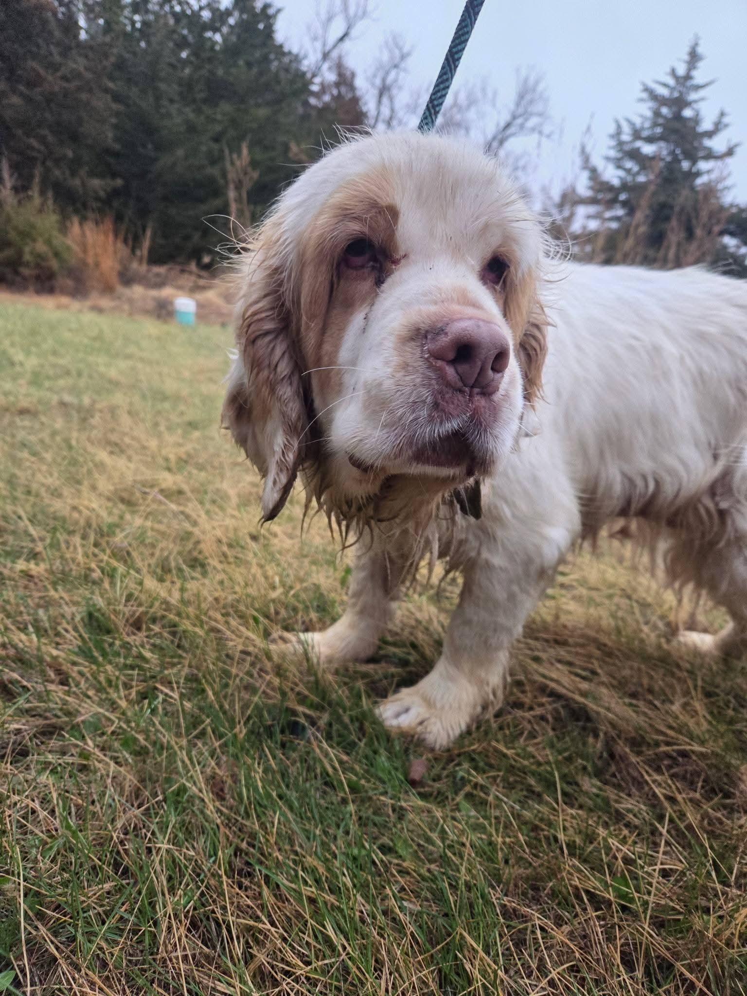 Enlarge Phyllis, a ADOPTABLE Clumber Spaniel in Sawyer, ND image 3/6