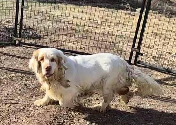 Enlarge Phyllis, a ADOPTABLE Clumber Spaniel in Sawyer, ND image 5/6