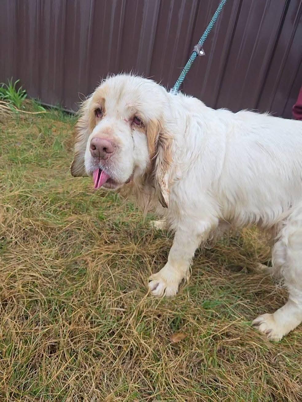 Enlarge Phyllis, a ADOPTABLE Clumber Spaniel in Sawyer, ND image 2/6