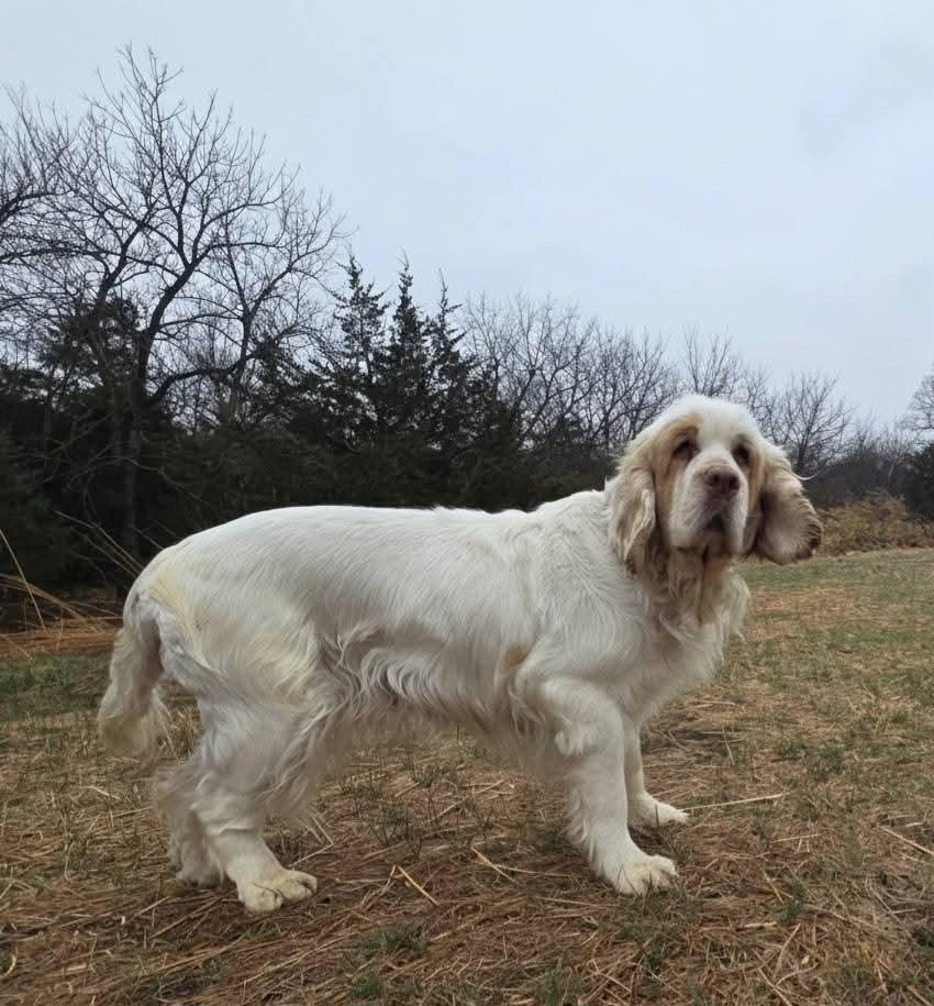Enlarge Phyllis, a ADOPTABLE Clumber Spaniel in Sawyer, ND image 1/6