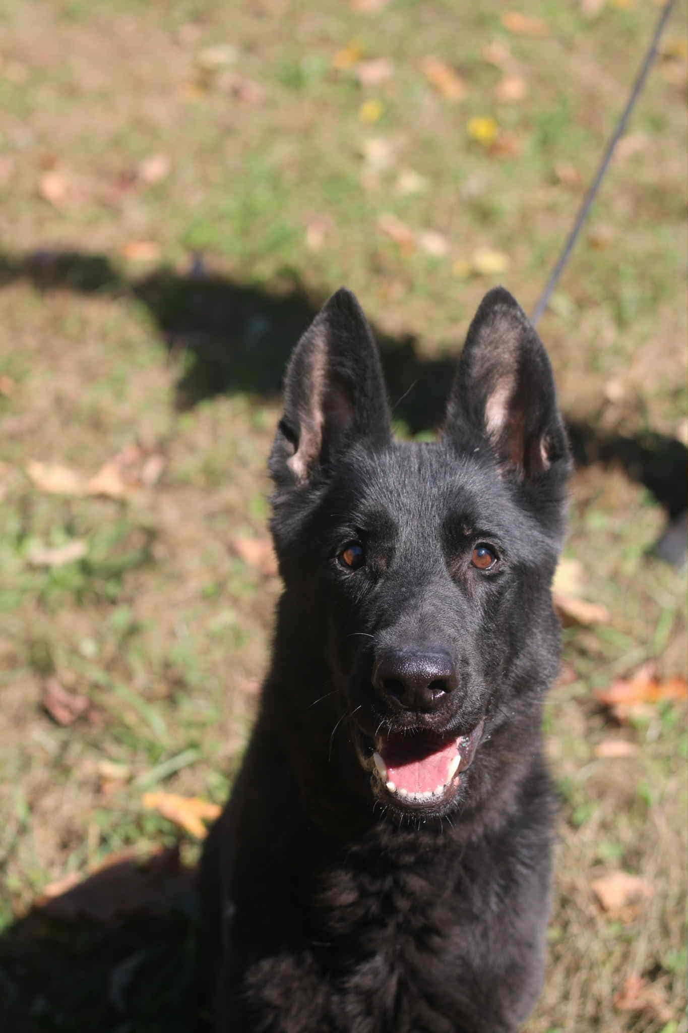 Enlarge Otis, a Adoptable German Shepherd Dog in Bozrah, CT image 4/5