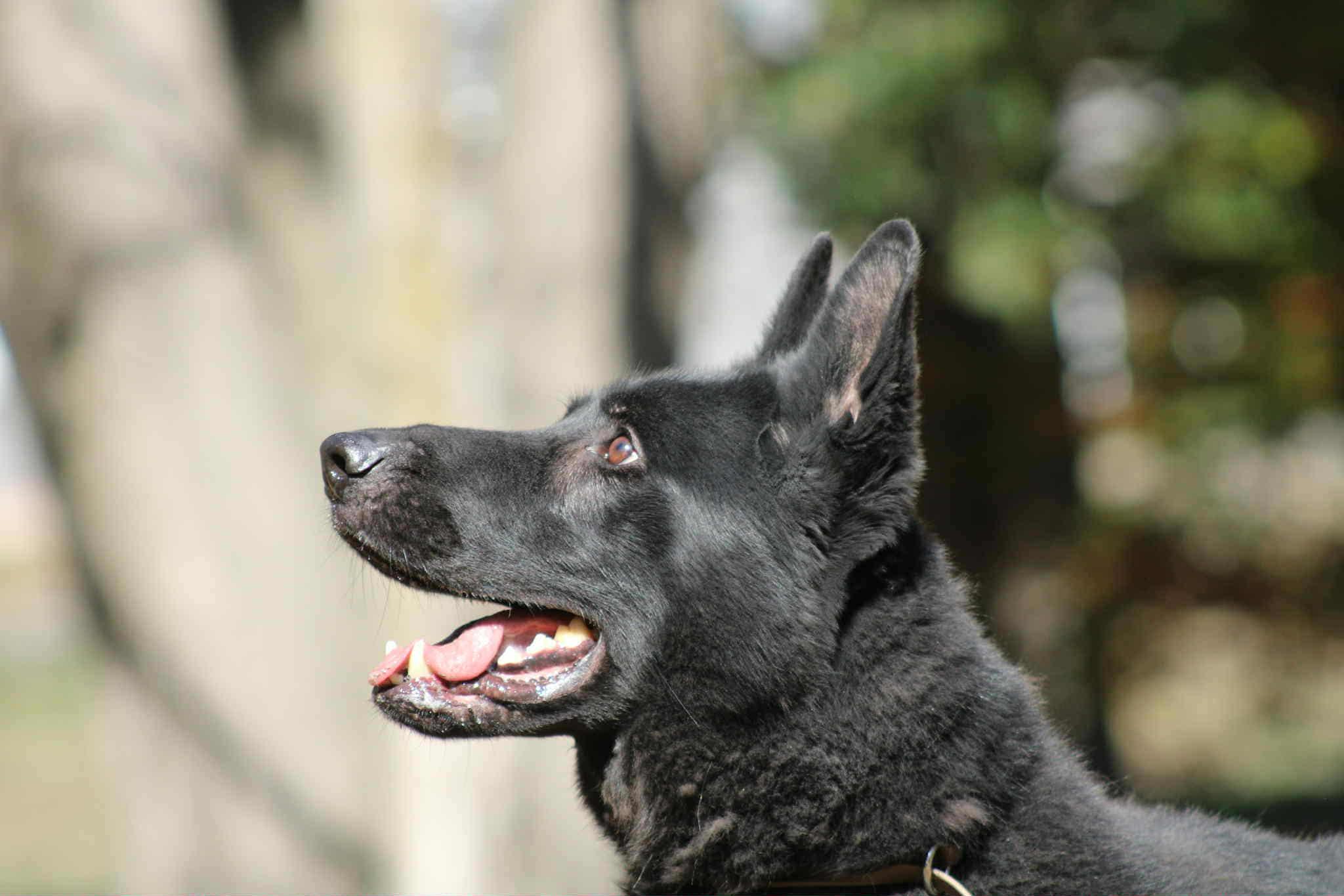 Enlarge Otis, a Adoptable German Shepherd Dog in Bozrah, CT image 3/5