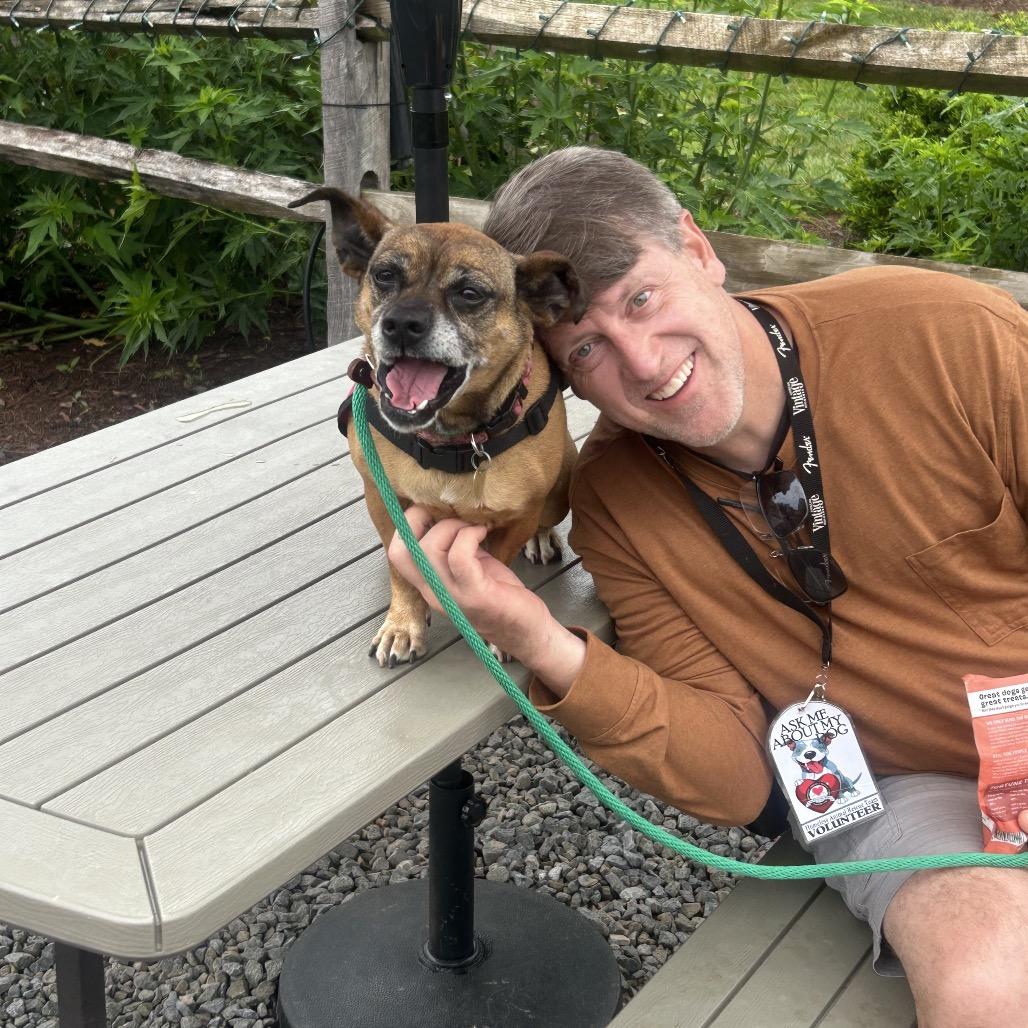 Enlarge Roxy, a Adoptable mixed breed in Fairfax, VA image 1/6