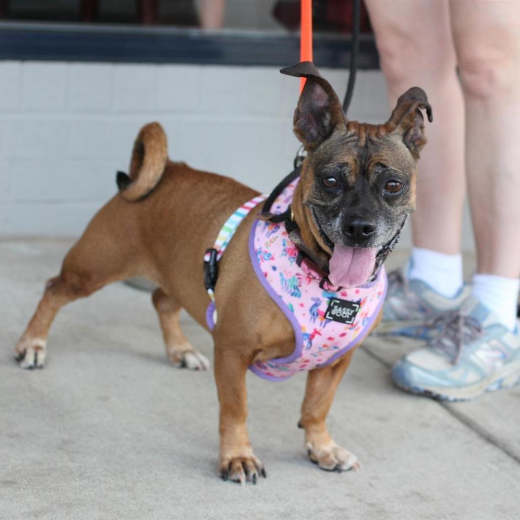 Roxy, Adoptable, Senior Female Dachshund.