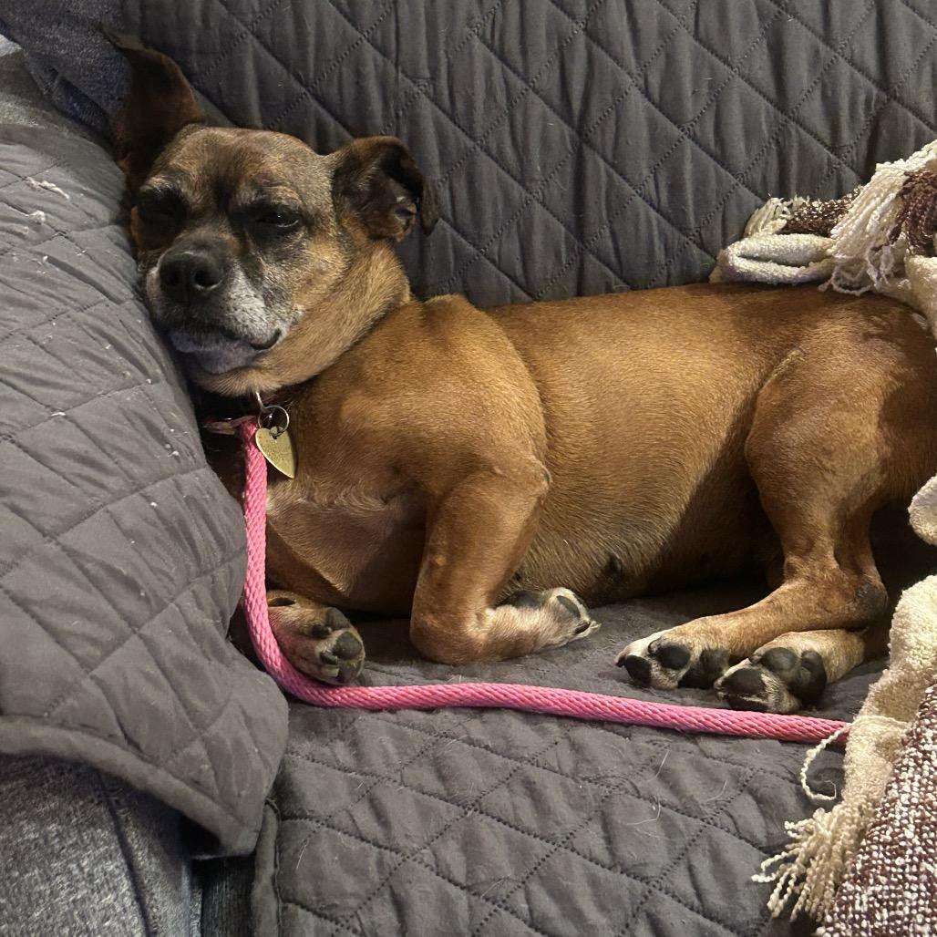 Enlarge Roxy, a Adoptable mixed breed in Fairfax, VA image 3/6