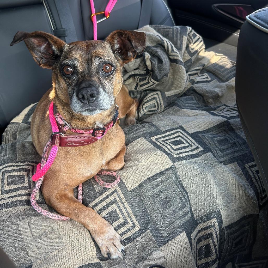 Enlarge Roxy, a Adoptable mixed breed in Fairfax, VA image 4/6