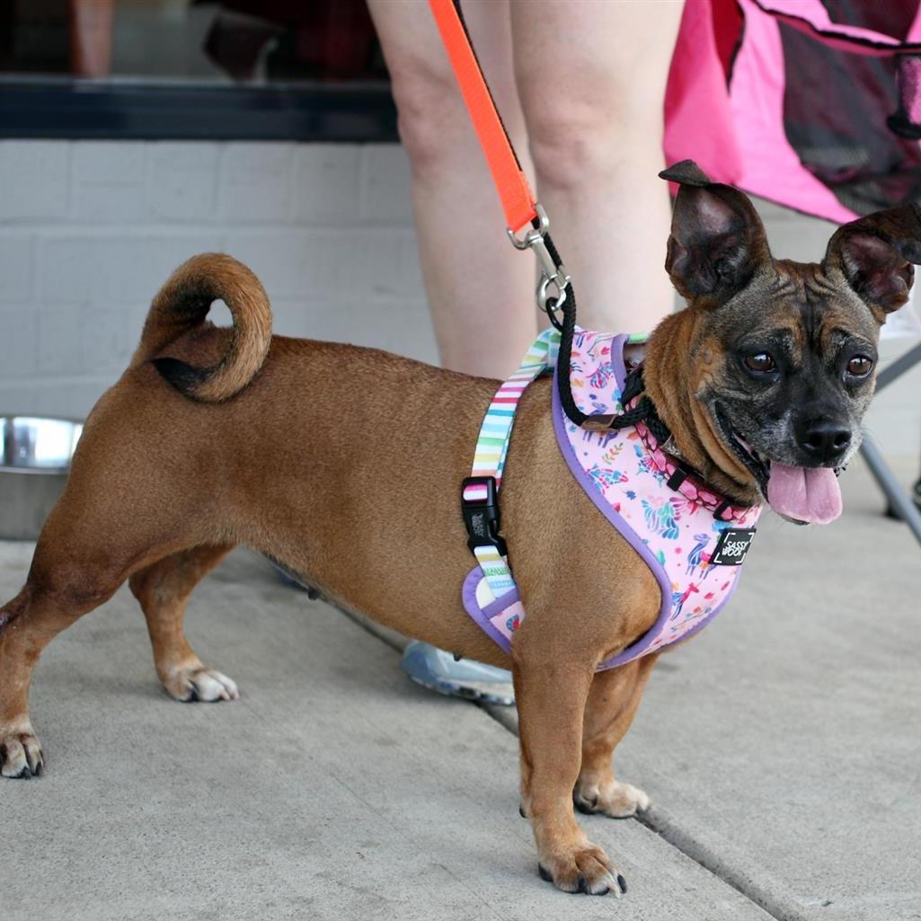 Enlarge Roxy, a Adoptable mixed breed in Fairfax, VA image 5/6
