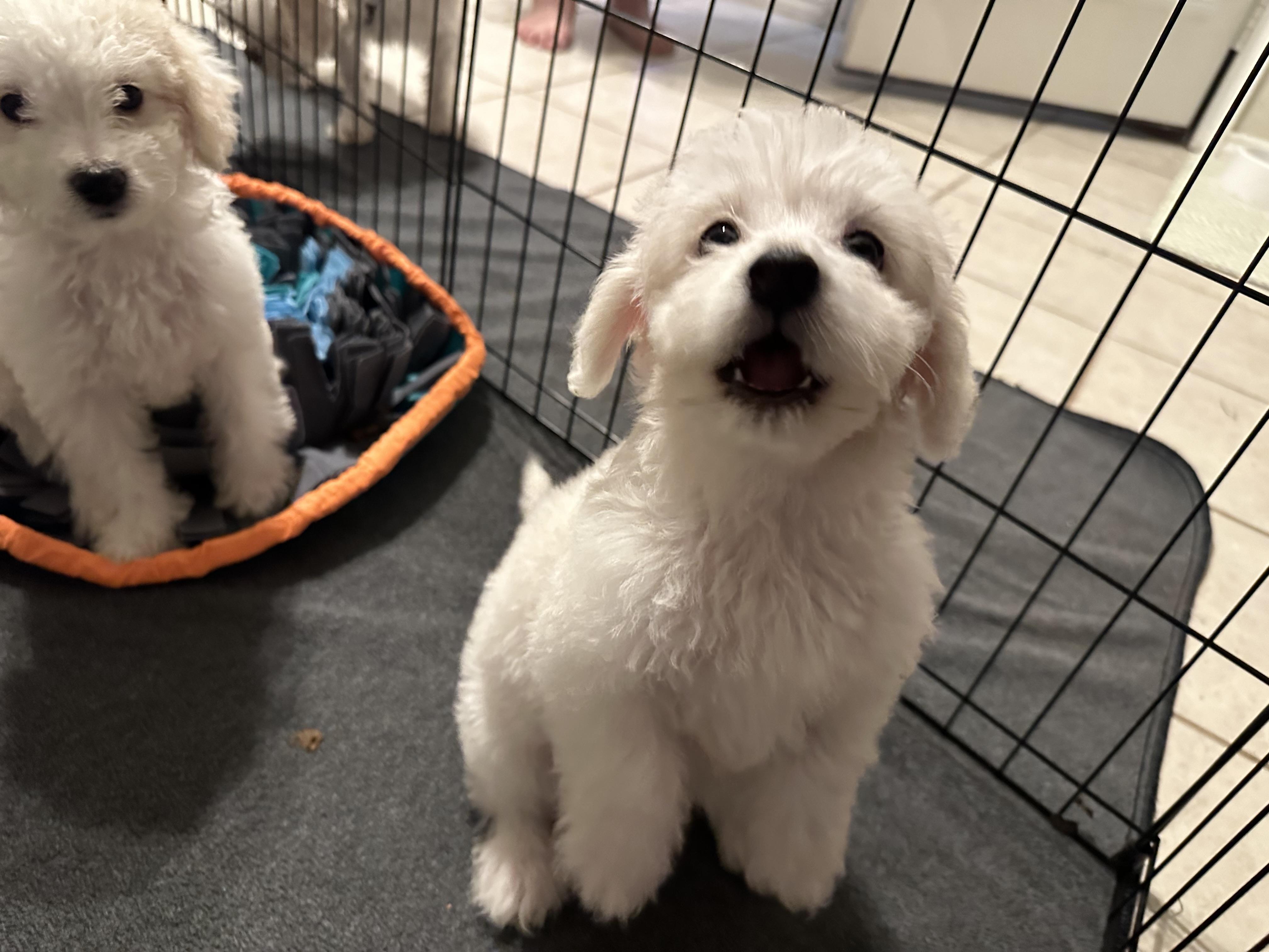 Lexi, adopted, Puppy Female Maltese & Poodle (Toy).