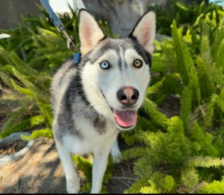 CIELO, Adoptable, Young Female Siberian Husky.