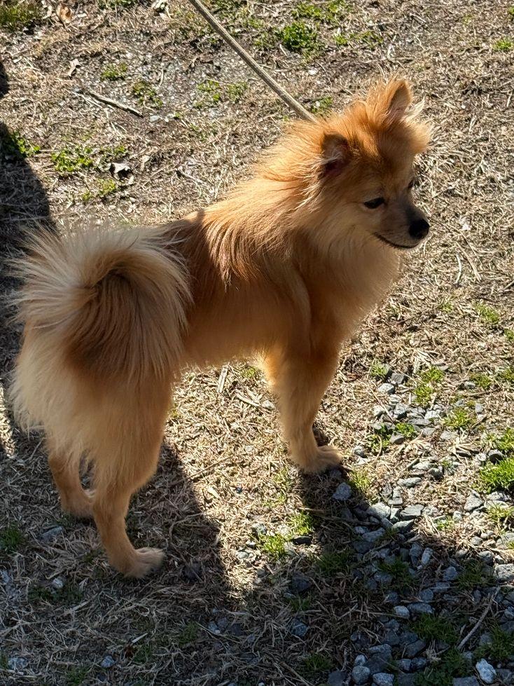 Enlarge Jazz, a Adopted Pomeranian in Staley, NC image 1/1