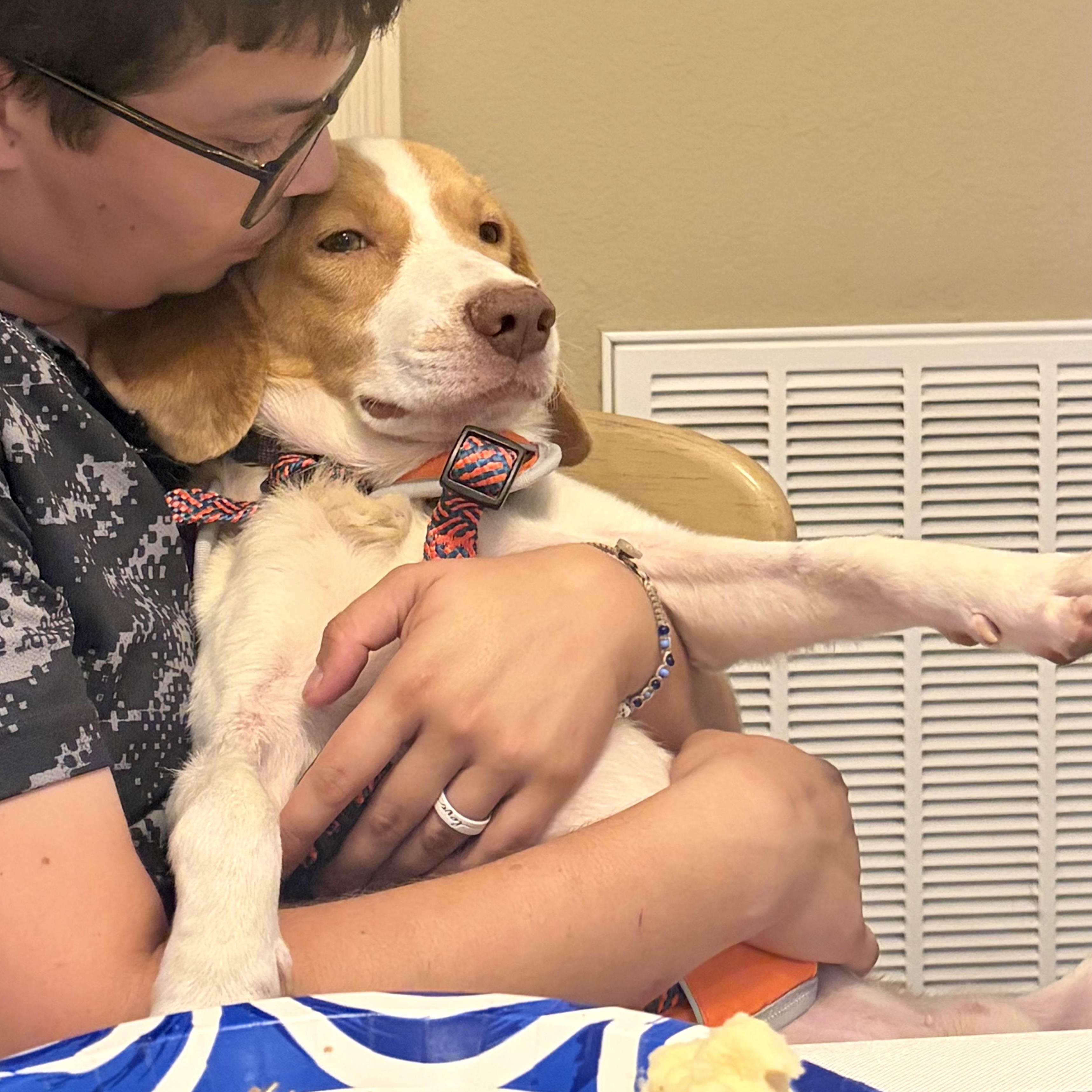 Everything Beagle, Adoptable, Adult Male Beagle.