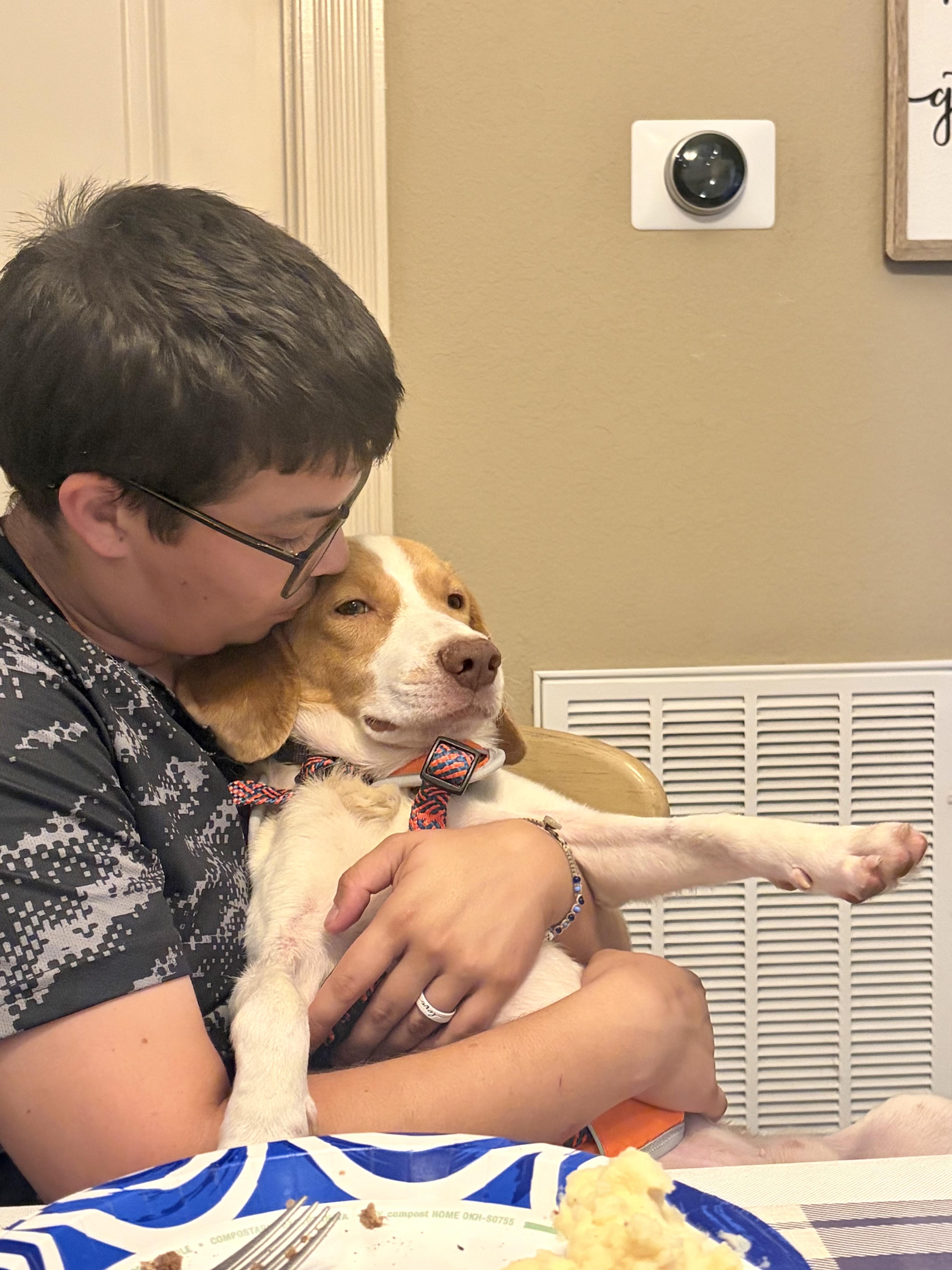 Enlarge Everything Beagle, a ADOPTABLE Beagle in New Orleans, LA image 2/2