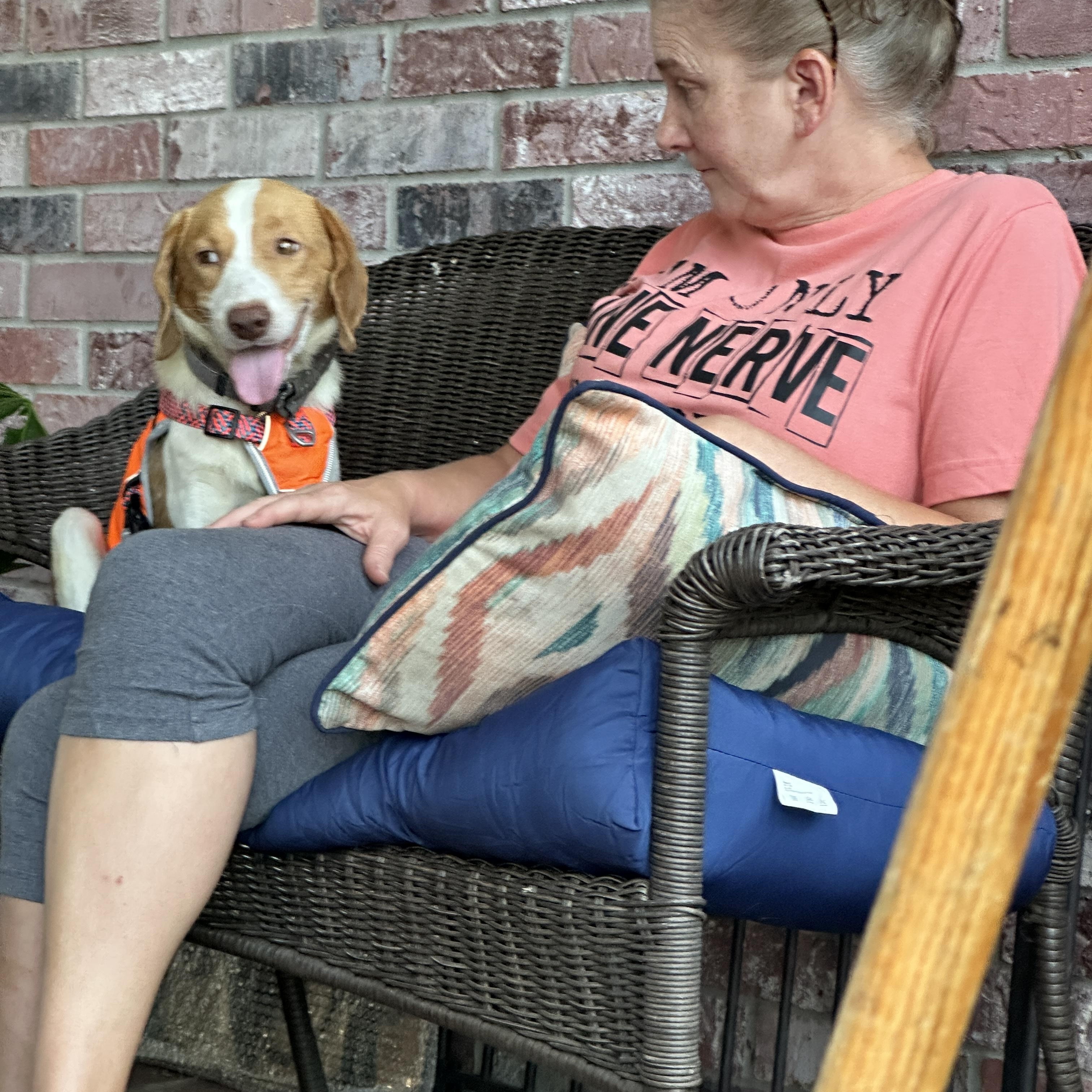 Enlarge Everything Beagle, a ADOPTABLE Beagle in New Orleans, LA image 1/2