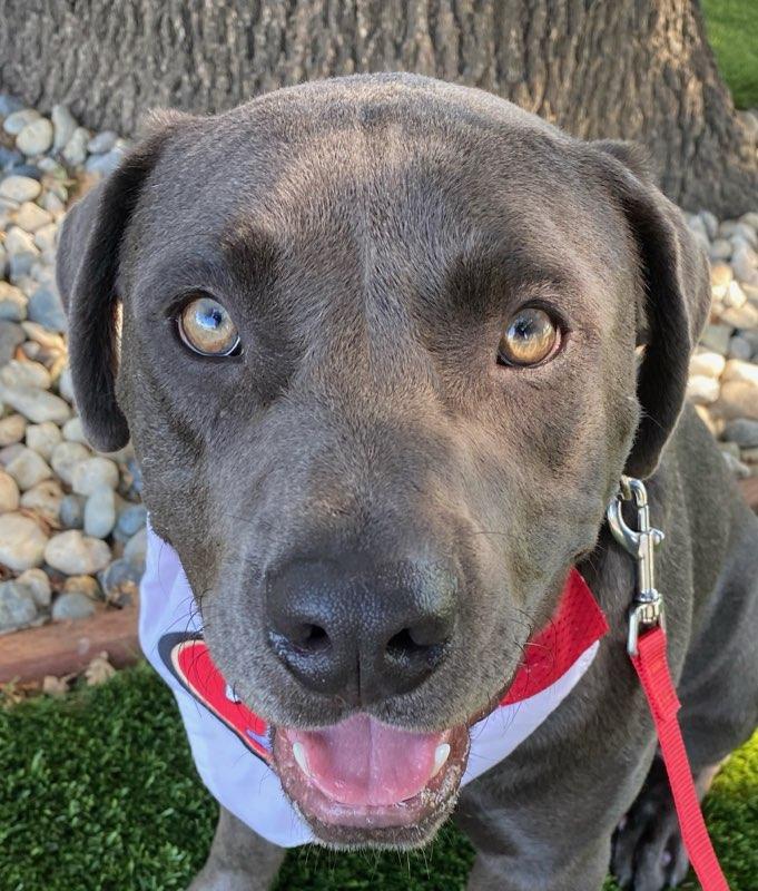 Murphy, ADOPTABLE, Young Male Labrador Retriever.