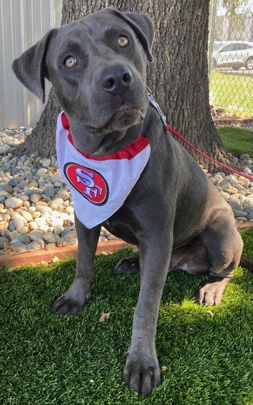 Enlarge Murphy, a ADOPTABLE mixed breed in Colusa, CA image 4/6