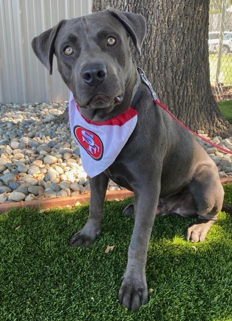 Enlarge Murphy, a ADOPTABLE mixed breed in Colusa, CA image 5/6