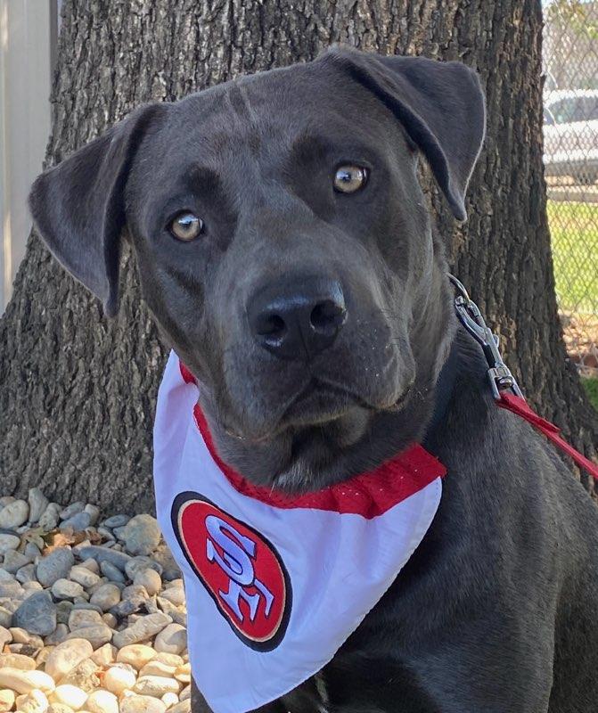 Enlarge Murphy, a ADOPTABLE mixed breed in Colusa, CA image 3/6