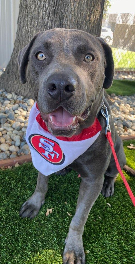 Enlarge Murphy, a ADOPTABLE mixed breed in Colusa, CA image 2/6