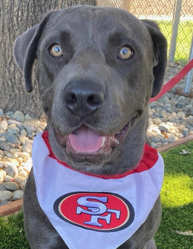 Enlarge Murphy, a ADOPTABLE mixed breed in Colusa, CA image 6/6