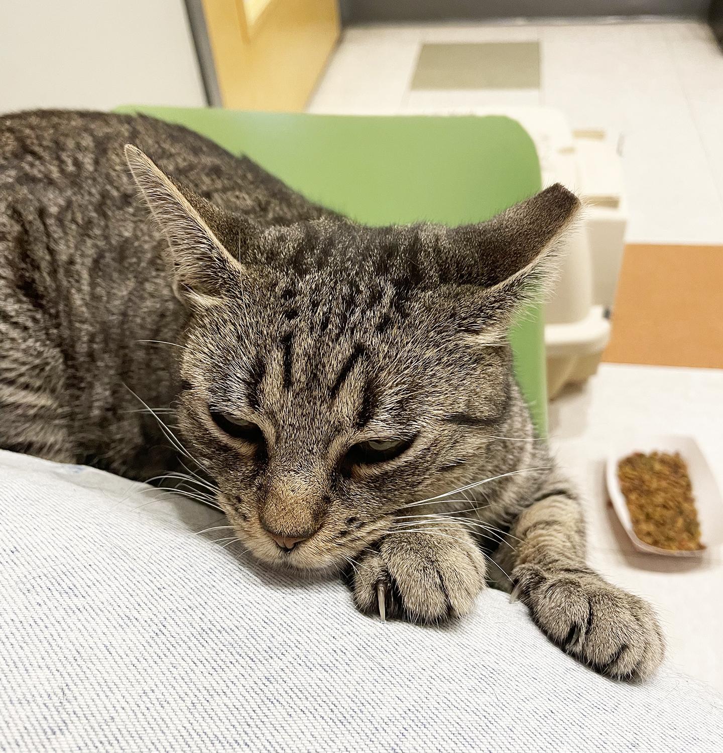 Enlarge Minnie Cobb, an adoptable Domestic Short Hair in Philadelphia, PA image 2/6