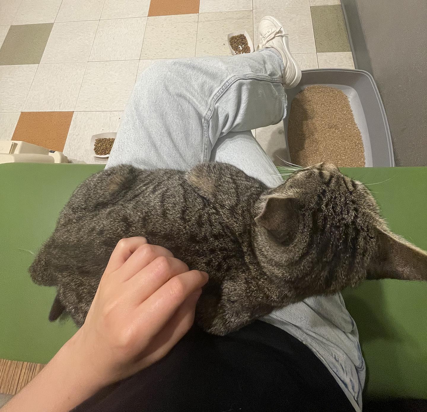 Enlarge Minnie Cobb, an adoptable Domestic Short Hair in Philadelphia, PA image 3/6