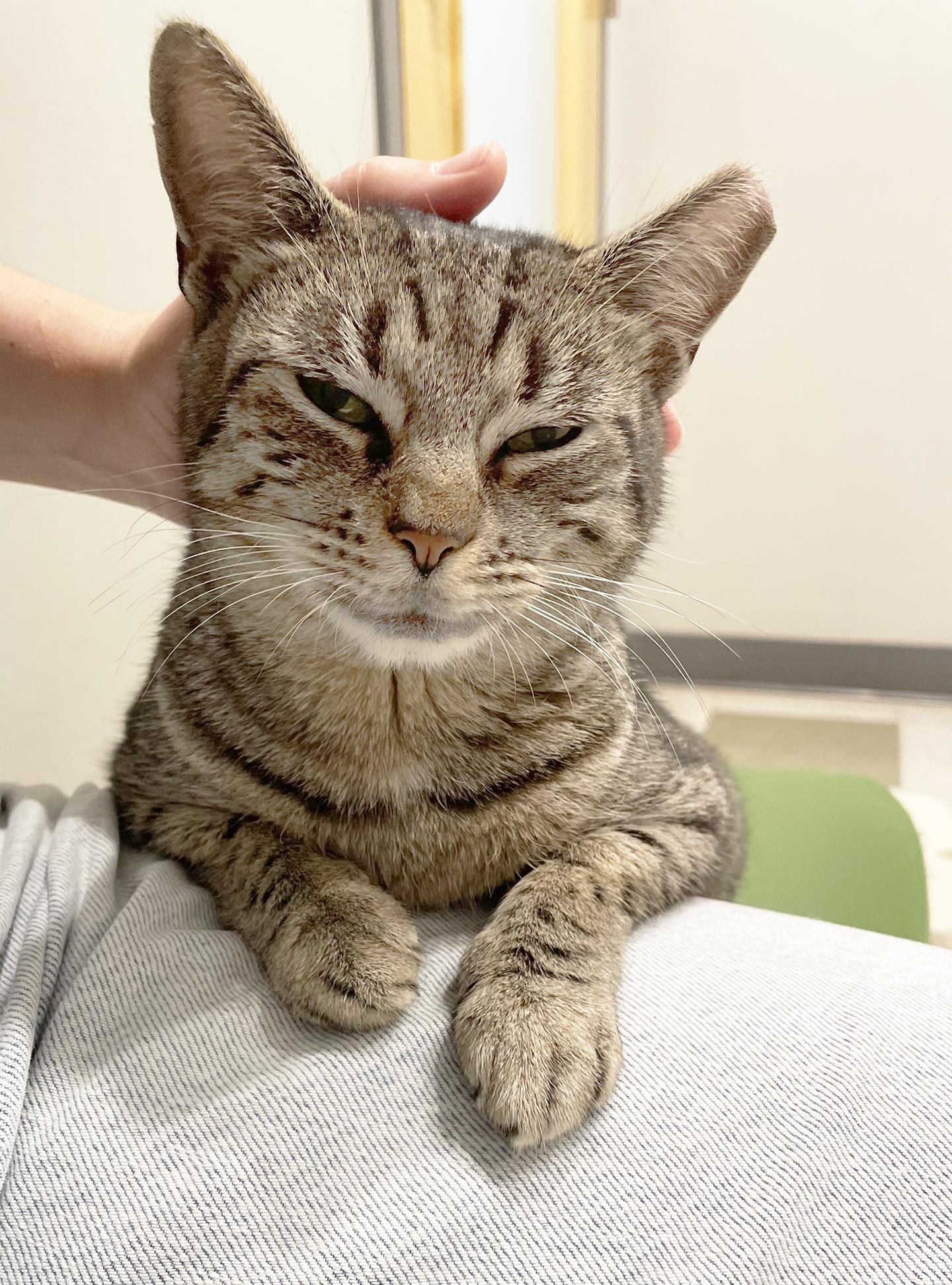 Enlarge Minnie Cobb, an adoptable Domestic Short Hair in Philadelphia, PA image 1/6