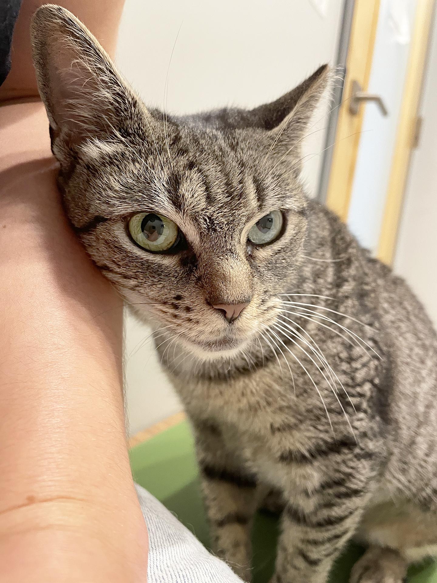 Enlarge Minnie Cobb, an adoptable Domestic Short Hair in Philadelphia, PA image 4/6