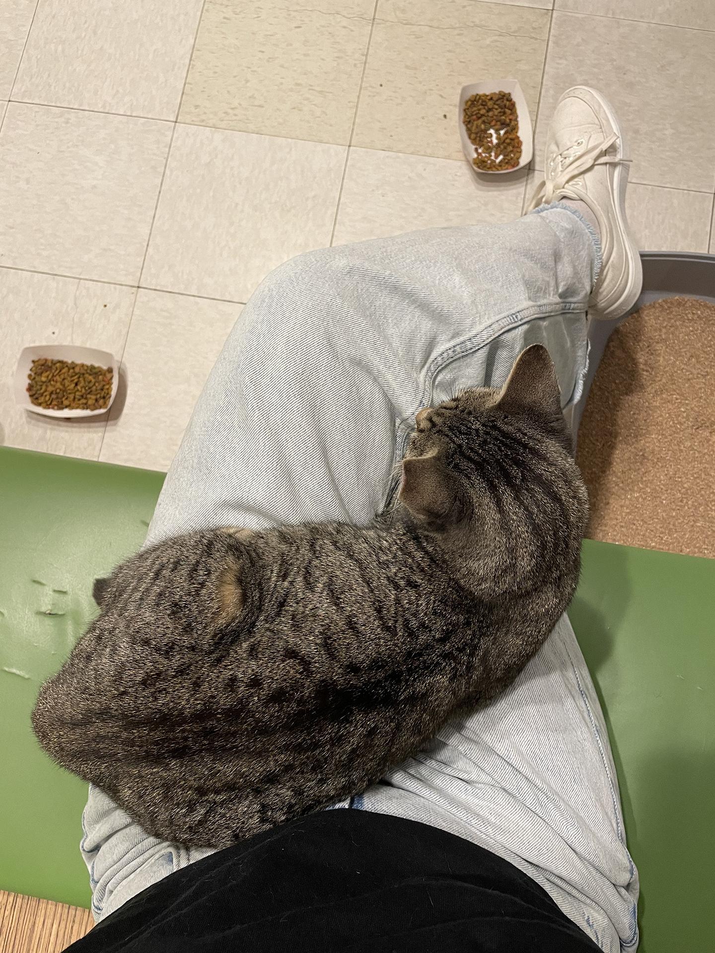 Enlarge Minnie Cobb, an adoptable Domestic Short Hair in Philadelphia, PA image 5/6