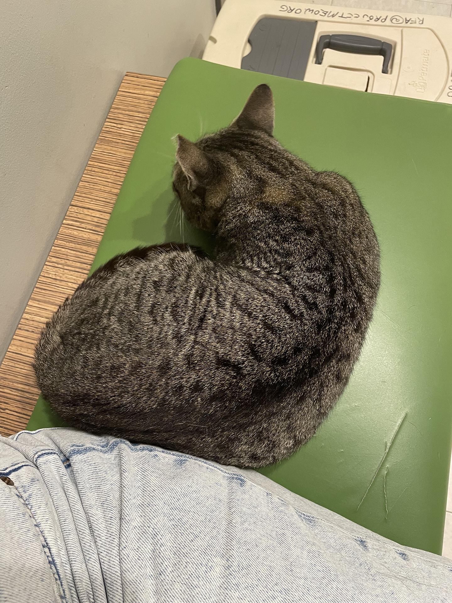 Enlarge Minnie Cobb, an adoptable Domestic Short Hair in Philadelphia, PA image 6/6