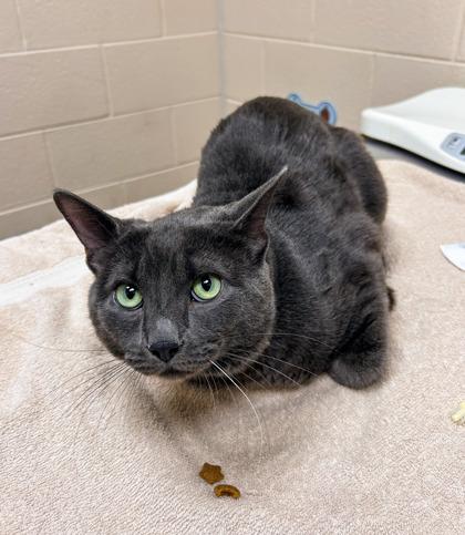 Smoky, Adoptable, Young Male Domestic Short Hair & Domestic Short Hair.
