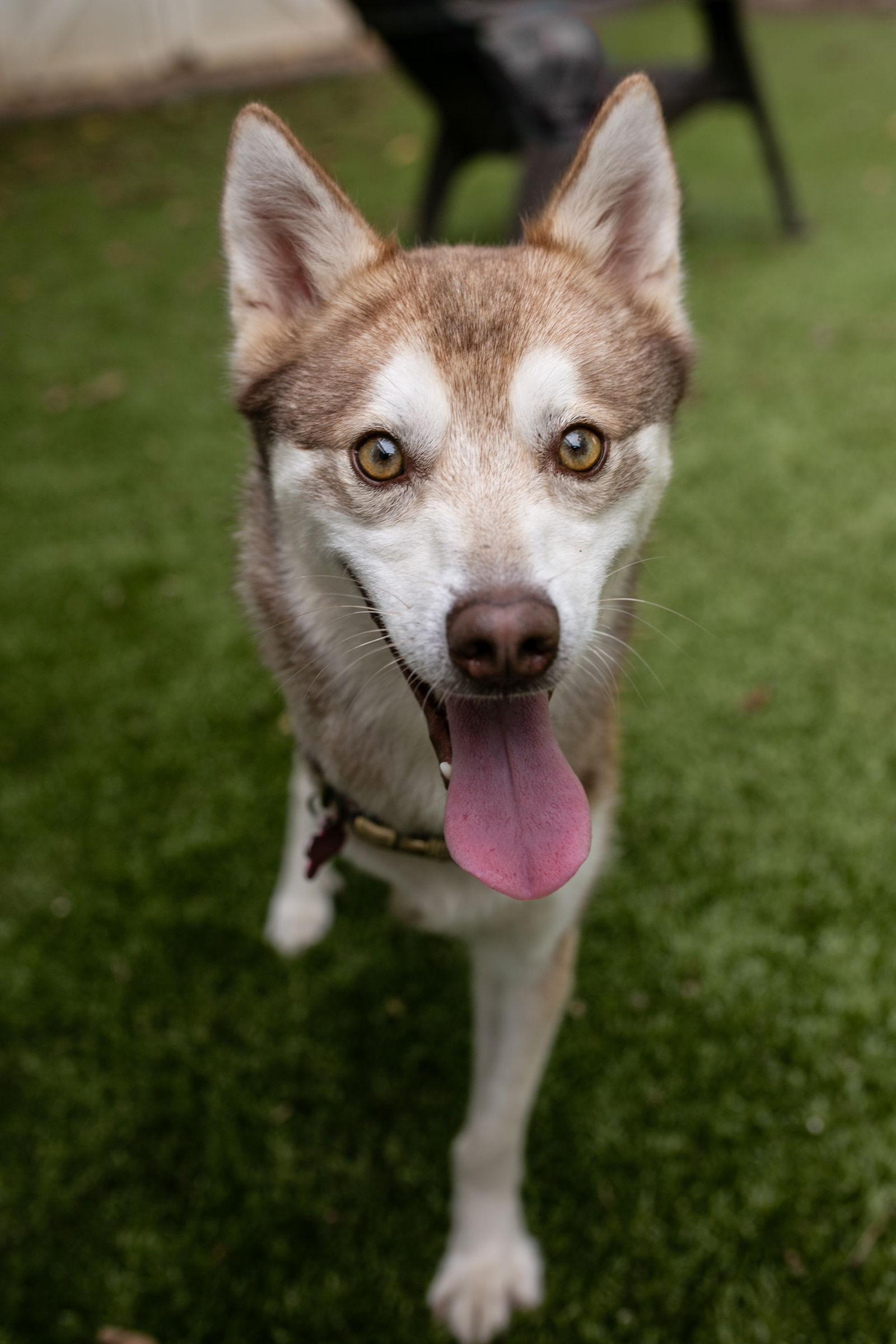 Loki, Adopted, Young Male Klee Kai.