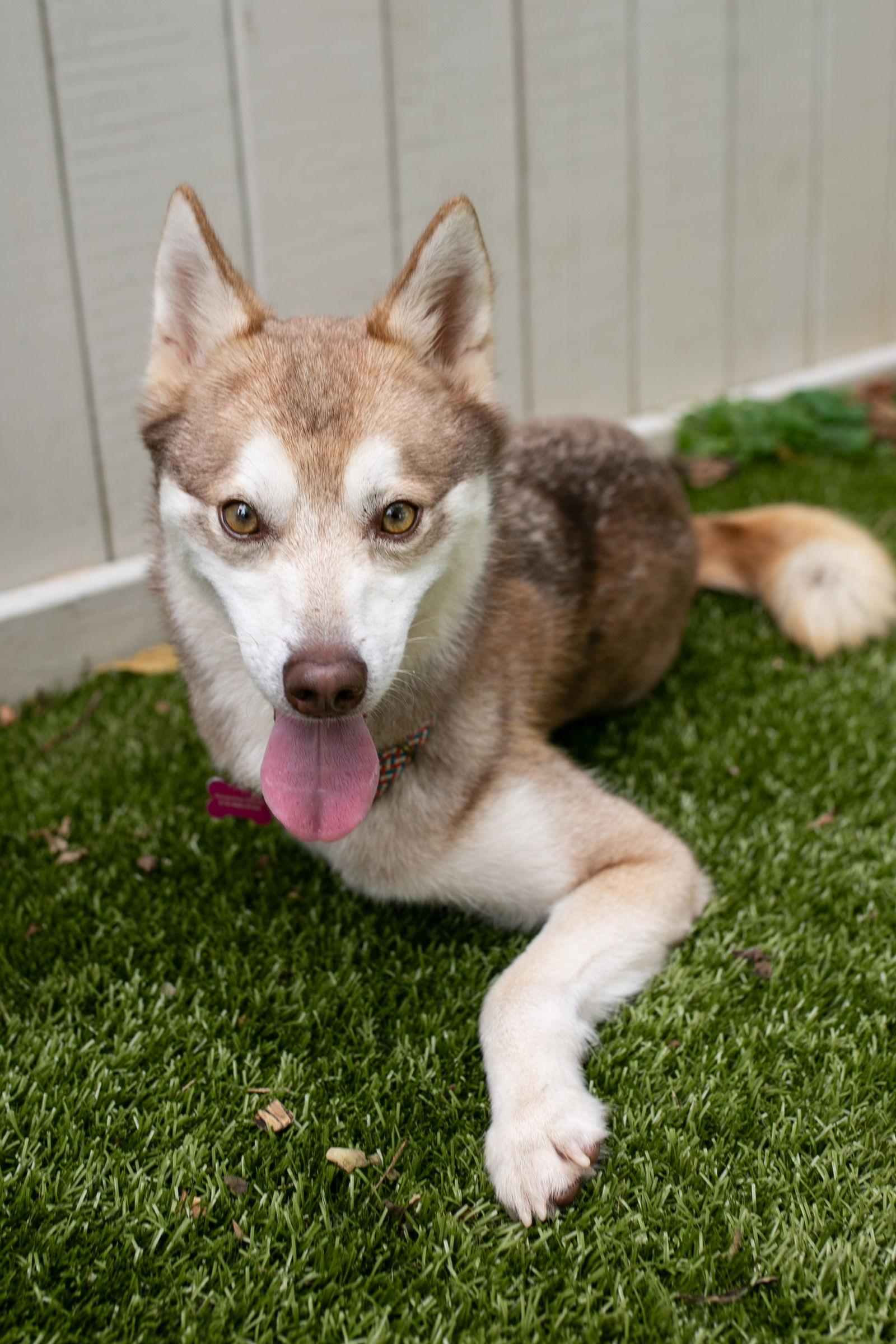 Loki, a Adopted Klee Kai in Nashville, TN image 2/2